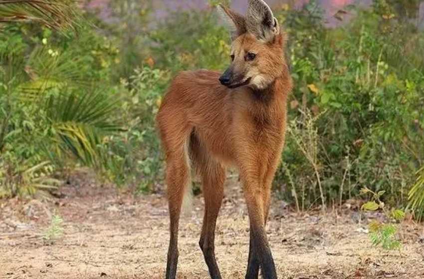 The Maned Wolf: South America’s Elegant 'Fox on Stilts' with a Mysterious Lifestyle