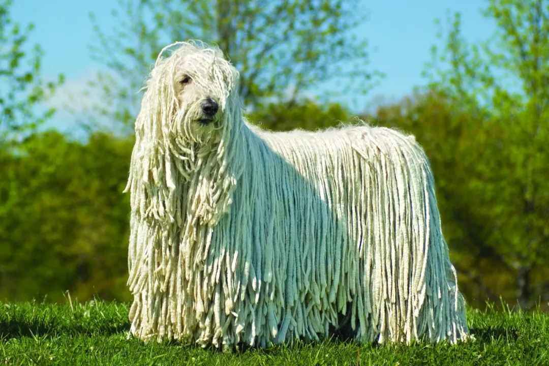 The Unique Komondor: Hungary's National Treasure Herding Dog